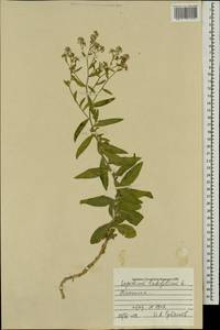 Lepidium latifolium L., Mongolia (MONG) (Mongolia)
