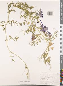 Vicia villosa Roth, Eastern Europe, Central region (E4) (Russia)