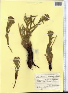 Arnebia euchroma subsp. euchroma, Middle Asia, Pamir & Pamiro-Alai (M2) (Tajikistan)
