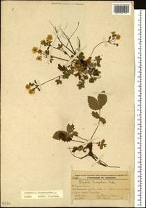 Potentilla fragarioides L., Siberia, Russian Far East (S6) (Russia)