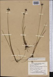 Sisyrinchium bellum S.Watson, America (AMER) (Canada)