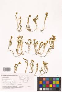 Sedum acre L., Eastern Europe, Central region (E4) (Russia)