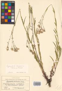 Gypsophila davurica Turcz. ex Fenzl, Siberia, Russian Far East (S6) (Russia)