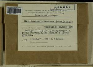 Hygrohypnella ochracea (Turner ex Wilson) Ignatov & Ignatova, Bryophytes, Bryophytes - Karelia, Leningrad & Murmansk Oblasts (B4) (Russia)