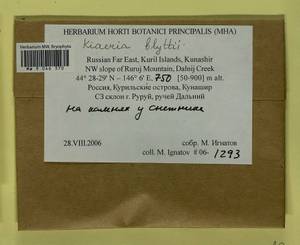 Arctoa blyttii (Bruch & Schimp.) Loeske, Bryophytes, Bryophytes - Russian Far East (excl. Chukotka & Kamchatka) (B20) (Russia)