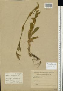 Silene noctiflora L., Eastern Europe, Central region (E4) (Russia)