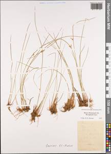 Oreojuncus trifidus (L.) Záv. Drábk. & Kirschner, Siberia, Western Siberia (S1) (Russia)