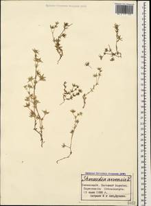 Sherardia arvensis L., Caucasus, Azerbaijan (K6) (Azerbaijan)