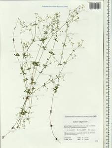 Galium uliginosum L., Siberia, Baikal & Transbaikal region (S4) (Russia)