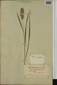 Bromus scoparius L., Western Europe (EUR) (Not classified)