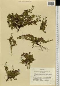 Thymus mongolicus (Ronniger) Ronniger, Siberia, Altai & Sayany Mountains (S2) (Russia)