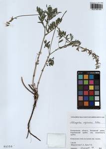 KUZ 000 920, Astragalus vaginatus Pall., Siberia, Altai & Sayany Mountains (S2) (Russia)