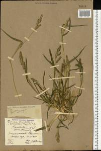 Echinochloa crus-galli (L.) P.Beauv., Eastern Europe, North Ukrainian region (E11) (Ukraine)