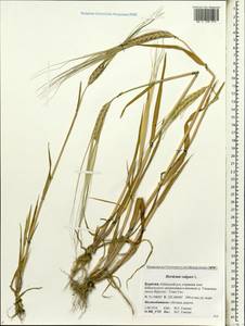 Hordeum vulgare L., Siberia, Baikal & Transbaikal region (S4) (Russia)