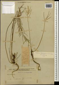 Erysimum leptophyllum (M. Bieb.) Andrz. ex DC., Caucasus, Azerbaijan (K6) (Azerbaijan)