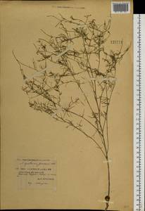 Sisymbrium polymorphum (Murray) Roth, Siberia, Yakutia (S5) (Russia)