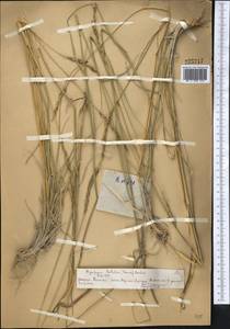 Kengyilia batalinii (Krasn.) J.L.Yang, C.Yen & B.R.Baum, Middle Asia, Northern & Central Tian Shan (M4) (Kazakhstan)