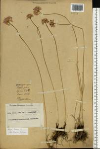 Allium lineare L., Eastern Europe, Eastern region (E10) (Russia)