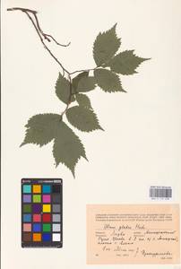 Ulmus glabra Huds., Eastern Europe, Lithuania (E2a) (Lithuania)