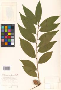 Prunus persica (L.) Stokes, Eastern Europe, Moscow region (E4a) (Russia)