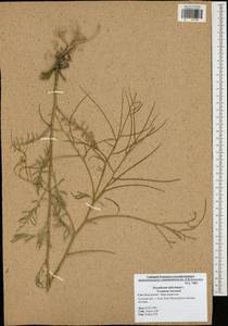 Sisymbrium altissimum L., Eastern Europe, Central region (E4) (Russia)