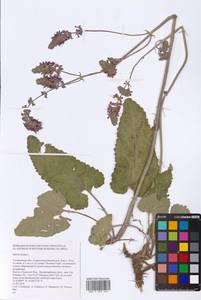 Salvia nutans L., Eastern Europe, Middle Volga region (E8) (Russia)