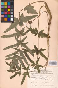 Pastinaca sativa L., Eastern Europe, West Ukrainian region (E13) (Ukraine)