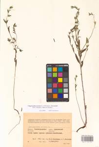 Buglossoides arvensis × rochelii, Eastern Europe, Lower Volga region (E9) (Russia)