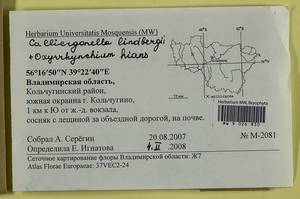 Oxyrrhynchium hians (Hedw.) Loeske, Bryophytes, Bryophytes - Middle Russia (B6) (Russia)