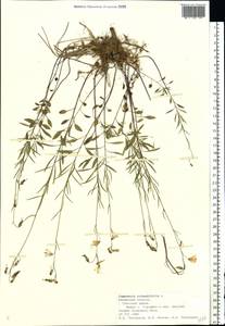 Campanula rotundifolia L., Eastern Europe, Central region (E4) (Russia)