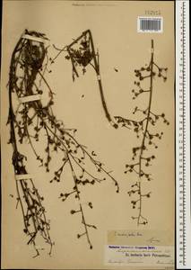 Scrophularia lucida L., Caucasus, Azerbaijan (K6) (Azerbaijan)