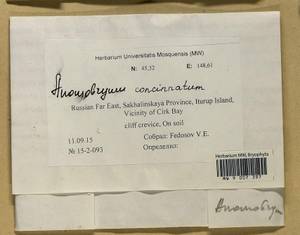 Anomobryum concinnatum (Spruce) A. Jaeger, Bryophytes, Bryophytes - Russian Far East (excl. Chukotka & Kamchatka) (B20) (Russia)