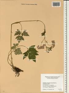 Apiaceae, Eastern Europe, West Ukrainian region (E13) (Ukraine)