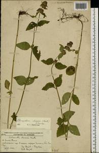 Clinopodium chinense (Benth.) Kuntze, Siberia, Russian Far East (S6) (Russia)