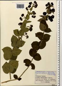 Vincetoxicum funebre Boiss. & Kotschy, Caucasus, Stavropol Krai, Karachay-Cherkessia & Kabardino-Balkaria (K1b) (Russia)