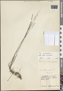 Poa nemoralis L., Caucasus, North Ossetia, Ingushetia & Chechnya (K1c) (Russia)