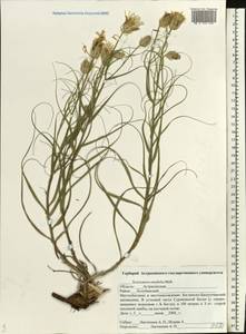 Gelasia ensifolia (M. Bieb.) Zaika, Sukhor. & N. Kilian, Eastern Europe, Lower Volga region (E9) (Russia)