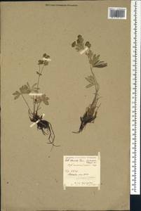 Alchemilla sericea Willd., Caucasus, Stavropol Krai, Karachay-Cherkessia & Kabardino-Balkaria (K1b) (Russia)