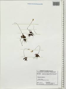 Pinguicula alpina L., Siberia, Central Siberia (S3) (Russia)