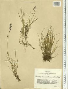 Paracolpodium altaicum (Trin.) Tzvelev, Siberia, Altai & Sayany Mountains (S2) (Russia)