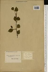 Betula pubescens Ehrh., Eastern Europe, Northern region (E1) (Russia)