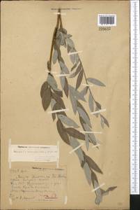 Salix rosmarinifolia L., Middle Asia, Northern & Central Kazakhstan (M10) (Kazakhstan)