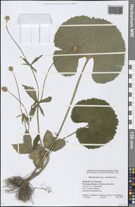 Ranunculus cassubicus L., Eastern Europe, Central region (E4) (Russia)
