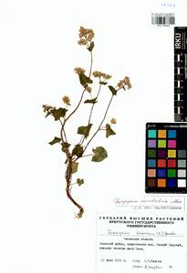 Fagopyrum esculentum Moench, Siberia, Baikal & Transbaikal region (S4) (Russia)