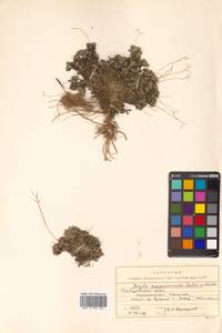 Draba magadanensis Berkut. & A. P. Khokhr., Siberia, Russian Far East (S6) (Russia)