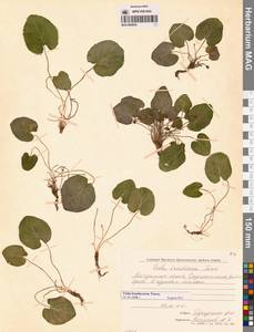 Viola epipsila subsp. repens (Turcz.) W.Becker, Siberia, Chukotka & Kamchatka (S7) (Russia)