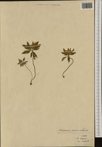 Anemone ranunculoides L., Western Europe (EUR) (Switzerland)