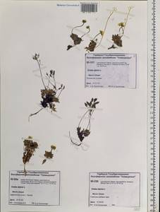 Draba alpina L., Siberia, Central Siberia (S3) (Russia)