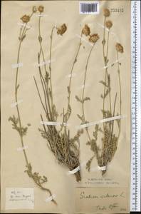 Lomelosia isetensis (L.) Soják, Middle Asia, Northern & Central Kazakhstan (M10) (Kazakhstan)