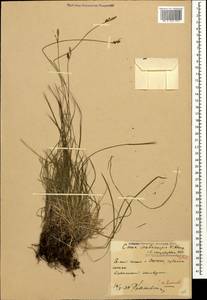 Carex caryophyllea Latourr., Caucasus, Krasnodar Krai & Adygea (K1a) (Russia)